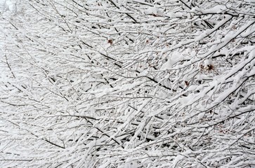 dry plants covered with snow