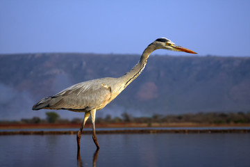 The gray heron (Ardea cinerea) standing in a small pond in an African bush. Heron taking a wide-angle lens with mountains in the background.