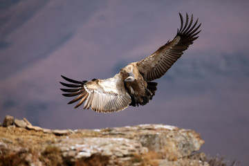 The Cape griffon or Cape vulture (Gyps coprotheres) landing on the rock. Huge vulture in purple light of rising sun.