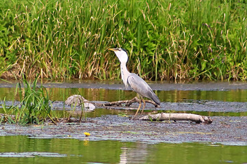 Gray heron (Ardea cinerea) eats fish on the river