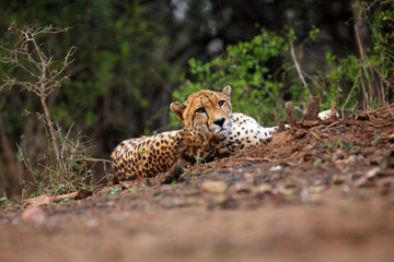 The cheetah (Acinonyx jubatus) lying on a red earth with bushy bushes in the background in the morning light