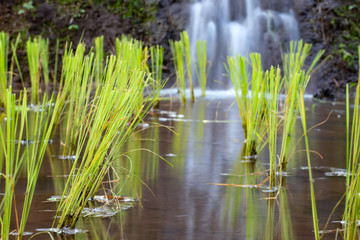 Rice seedlings in the fields.