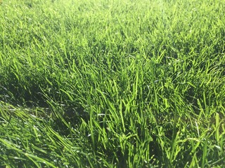 Grass texture filling the frame