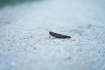 Common grasshopper on the ground (Melanoplus sanguinipes)