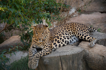 Relaxing leopard in a zoo.