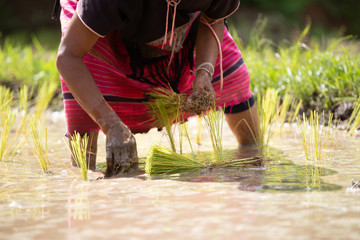 Farmers are planting rice in the farm, Thailand.