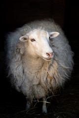Artistic portrait of white sheep