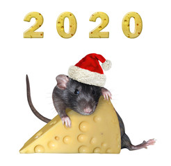 The pet rat in Santa Claus red hat is hugging a piece of cheese with holes. 2020 new year cheese number (3d rendering). White background. Isolated.