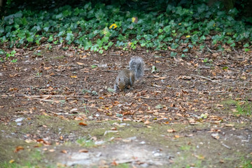Naklejka na ściany i meble Grey Squirrel looking for food in woods