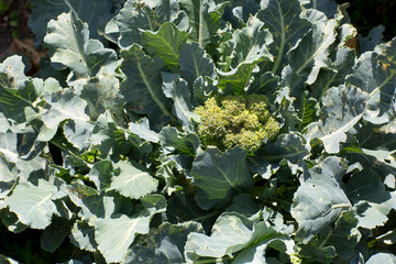Broccoli growing in garden bed in bright sunshine