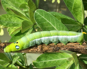 Close up green caterpillar beautiful from nature.