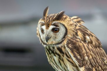 Striped Owl