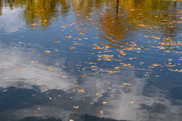 Water abstract background. Autumn fallen leaves on the water. , Yellow and blu colour . Autumn.For add text . Abstract background photo. Closeup.