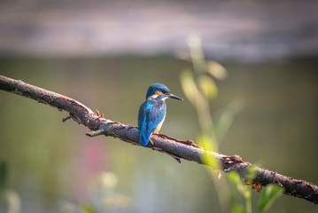 Kingfisher