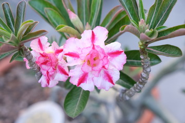 beauty Impala Lily flower or desert rose Pink adenium fresh blooming with green leaves in natural park