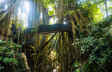 Bridge in the jungle entwined with vines. Rays of the sun break through the vines in the jungle on...