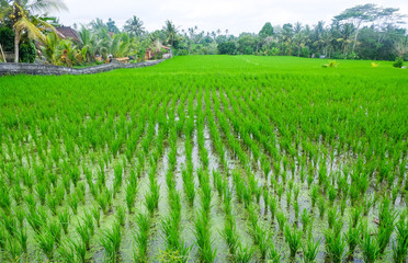 Fototapeta premium Rice terraces. Traditional rice fields in Bali. Green rice field farm background.