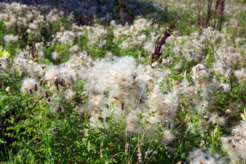 dandelion seed heads on plants
