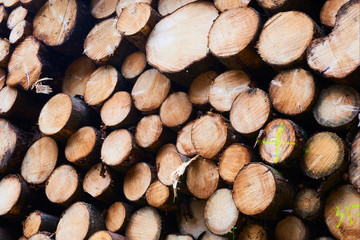 Woodpile of freshly harvested spruce logs. Trunks of trees cut and stacked in forest. Wooden Logs. Selective focus
