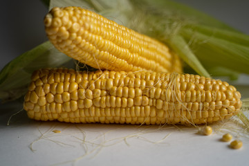 open ears of ripe yellow corn in green leaves lie on a white table