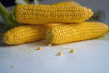 open ears of ripe yellow corn in green leaves lie on a white table