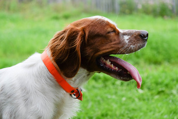dog breton epagnol on a green lawn smiling