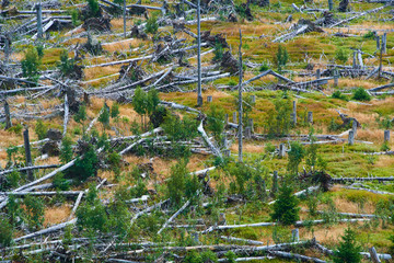 Natural forest regeneration without human intervention in national park Sumava (Bohemian Forest)...