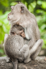 Naklejka na ściany i meble Mother monkey feeding her baby at Sacred Monkey Forest