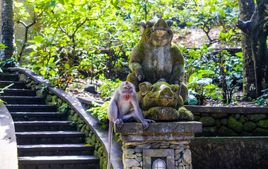 A monkey sits in the jungle near a temple in the monkey Forest in Bali, Ubud.