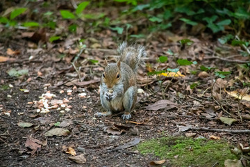 Naklejka na ściany i meble Squirrel eating peanuts looking at the camera inn Woodlands