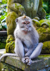 A monkey sits in the jungle near a temple in the monkey Forest in Bali, Ubud.