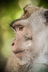 Portrait of long tailed macaque monkey at secret monkey forest