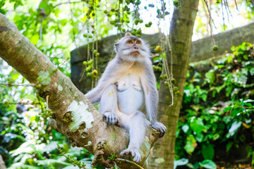 Naklejka premium Funny monkey sitting on a tree in the jungle. Monkey forest in Bali, Ubud.
