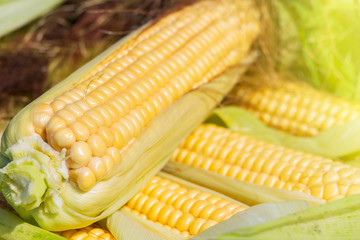 an ear of corn. harvest. natural product.