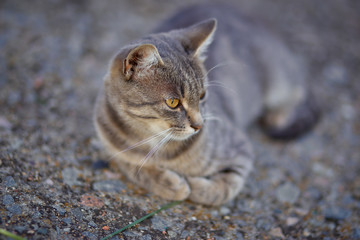 Beautiful gray cat lies in the yard