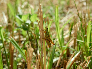 beautiful grasshopper sits on a blade of grass in the summer in the village