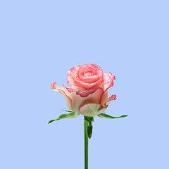 Light pink rose isolated on the light blue background.