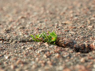 The grass sprout breaks through the crack in the asphalt
