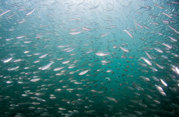 A school of fish of several different species.