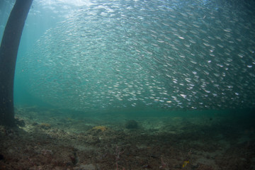 A school of fish of several different species.