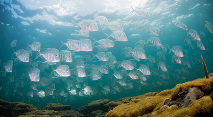 A school of fish of several different species.