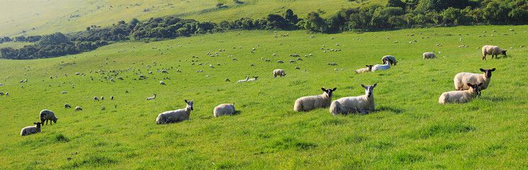 Fototapeta premium grünes Farmland mit Schafherde, Südengland