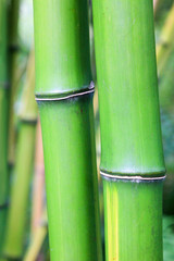 zwei grüne Bambusstangen Nahaufnahme