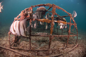 Underwater Landscape  With Coral and  Various Fish