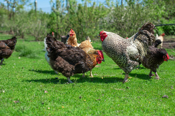 rooster and chickens graze on green grass. Livestock in the village