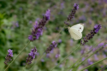 Biały motyl w locie do kwiata w ogrodzie