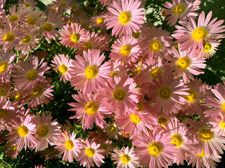 Pink pyrethrum flowers in the garden