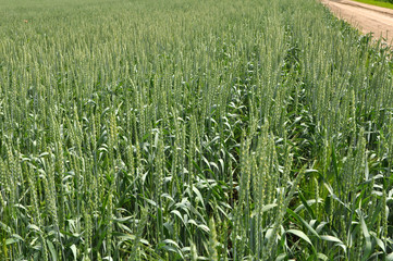 Winter wheat grows in the spring field
