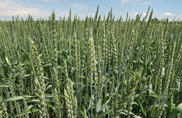 Winter wheat grows in the spring field