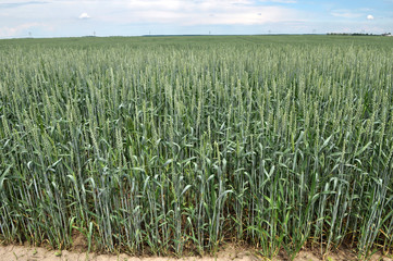 Winter wheat grows in the spring field
